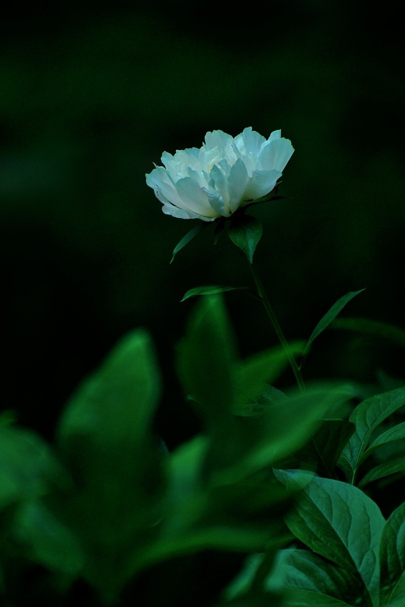 【视觉光影】 芍 药 （5）