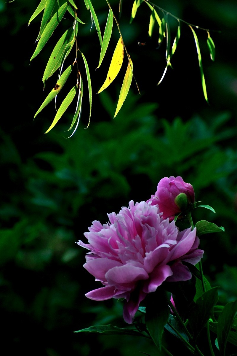 【视觉光影】 芍 药 （5）