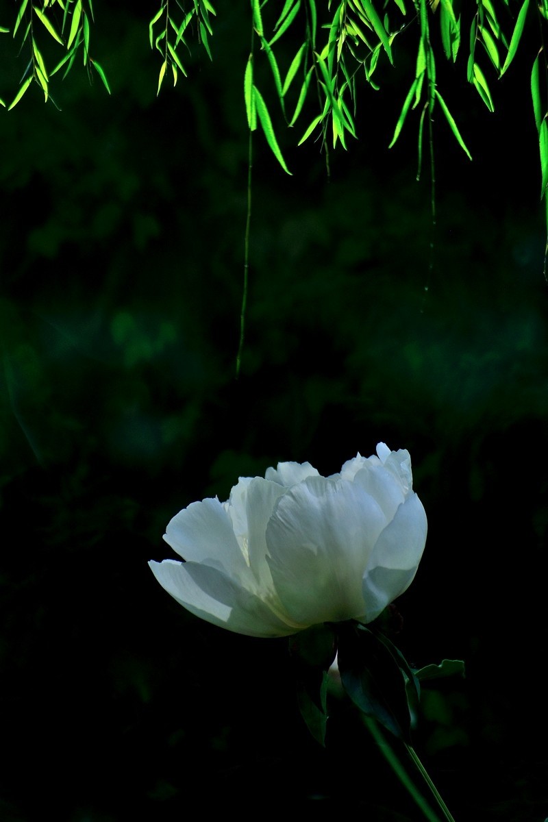 【视觉光影】 芍 药 （5）