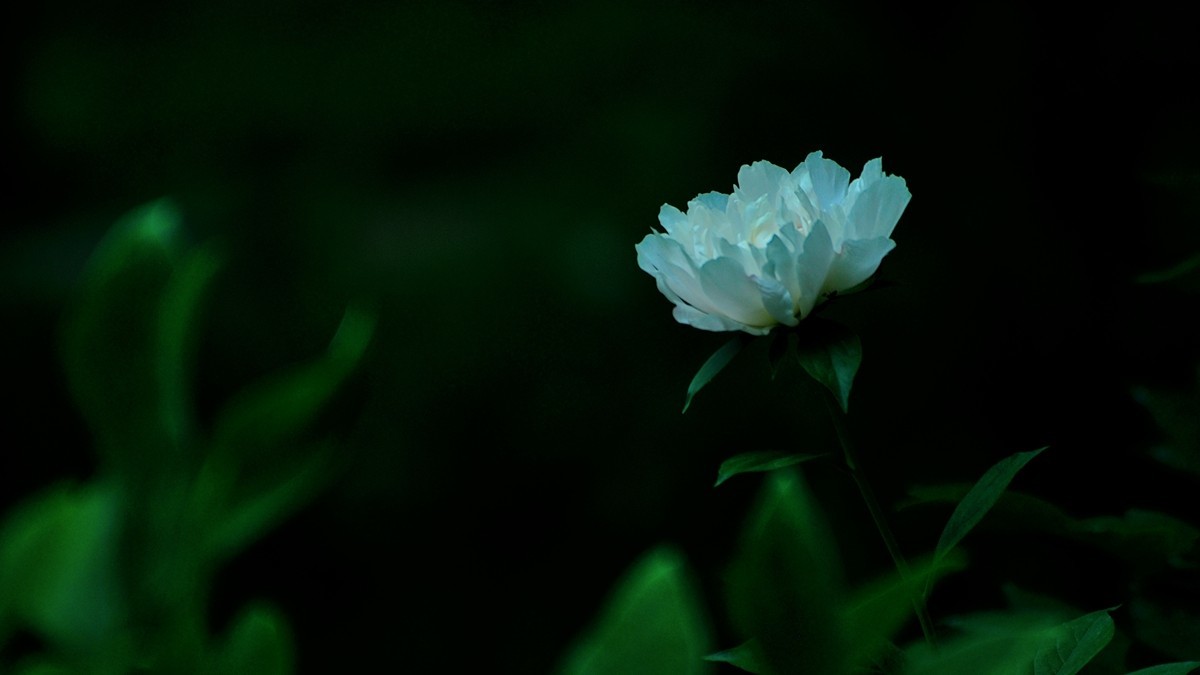 【视觉光影】 芍 药 （5）