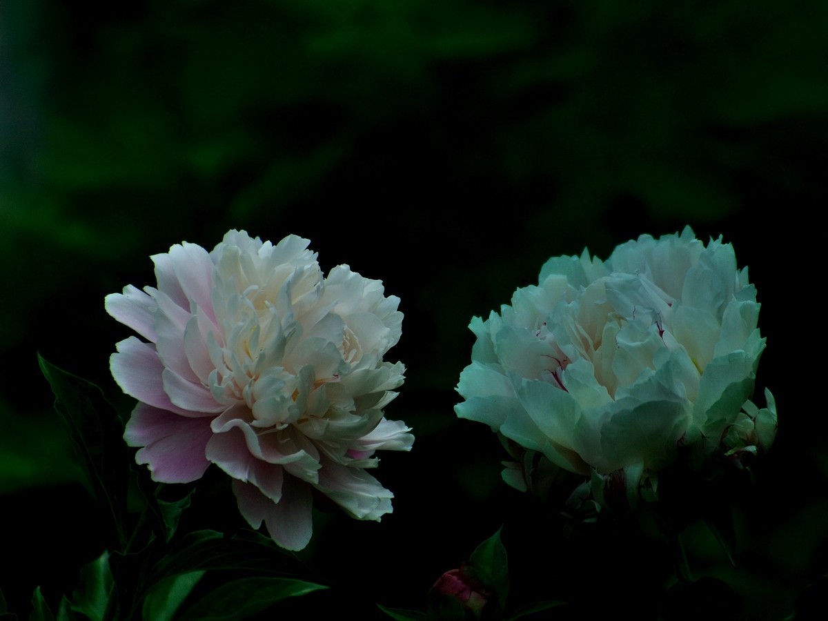 【视觉光影】 芍 药 （5）