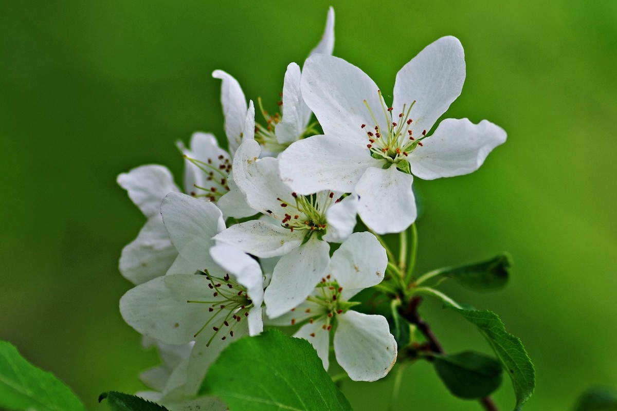 山丁子花