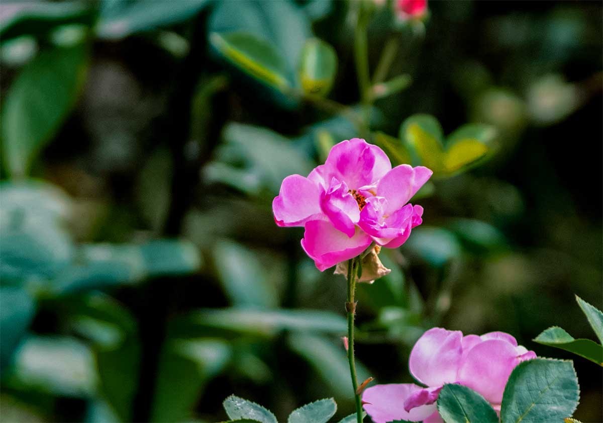 花 卉-中关村在线摄影论坛
