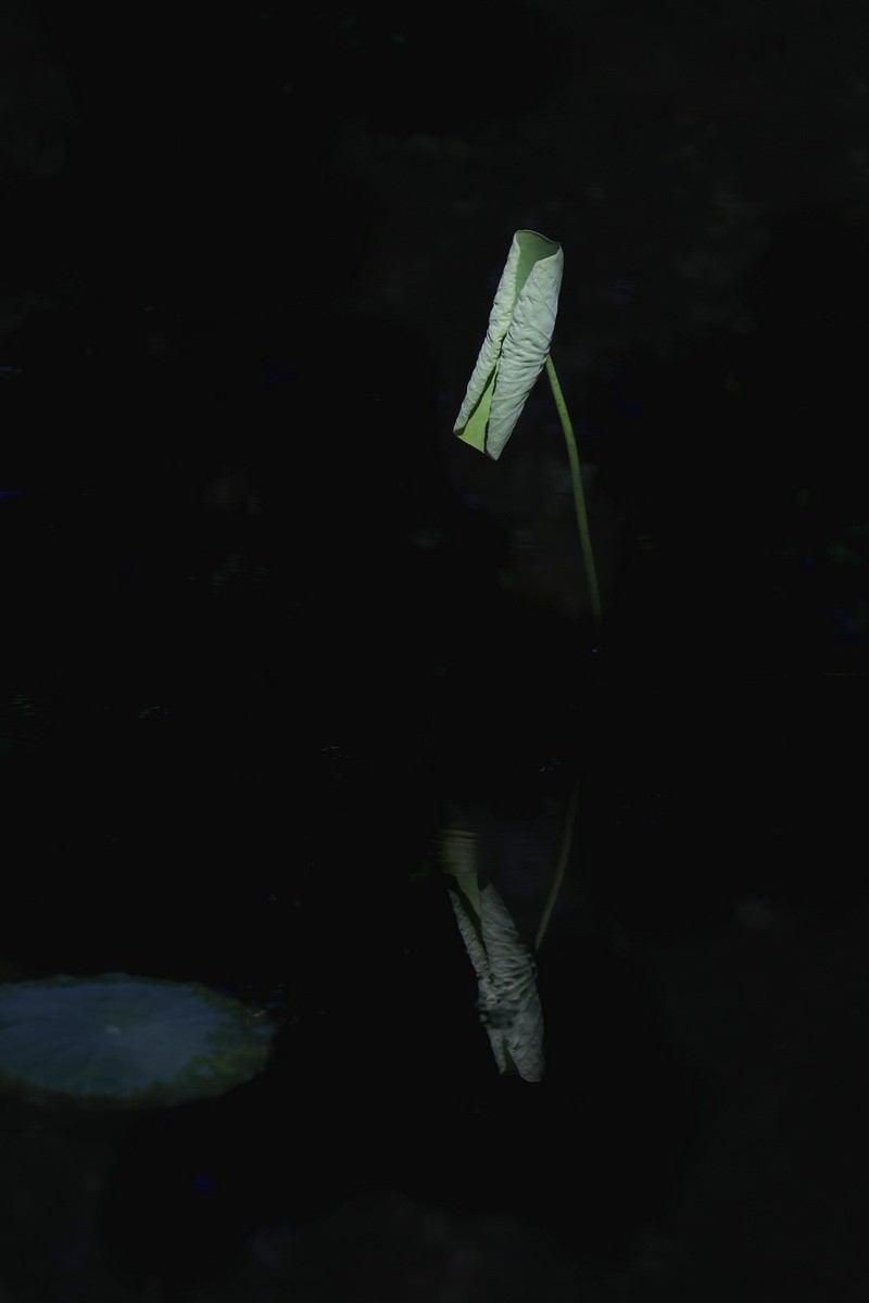 夏花3