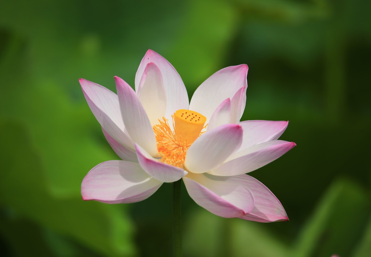 荷为美