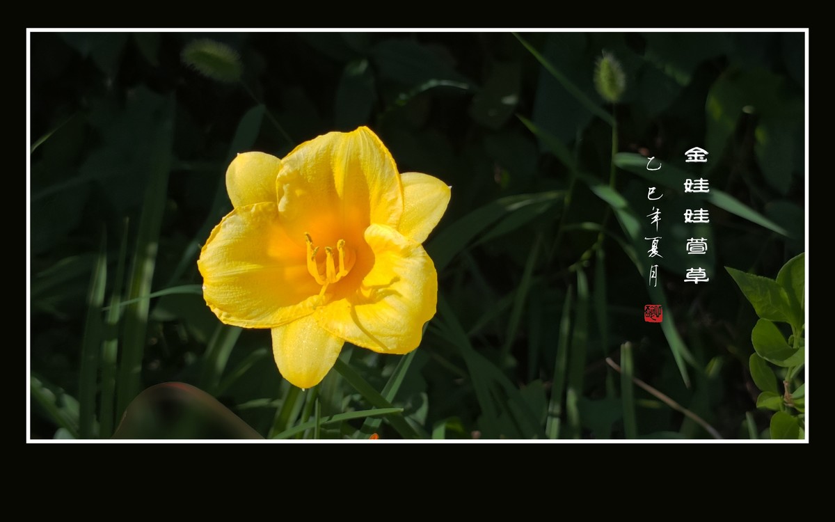 漂亮的金娃娃萱草
