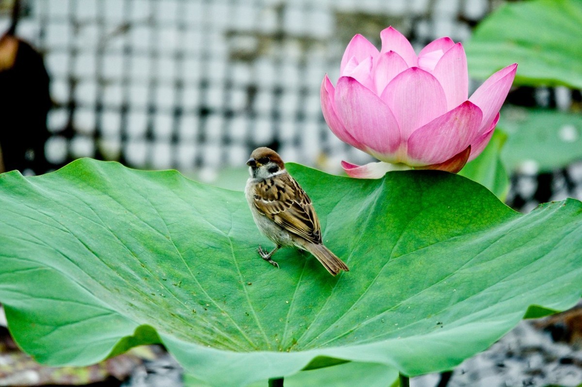 明湖——荷花与麻雀