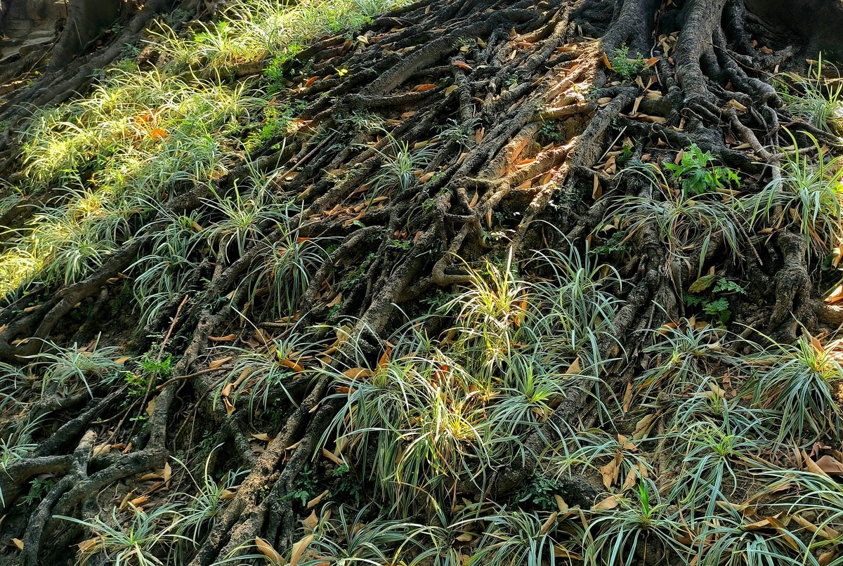 根的力量。