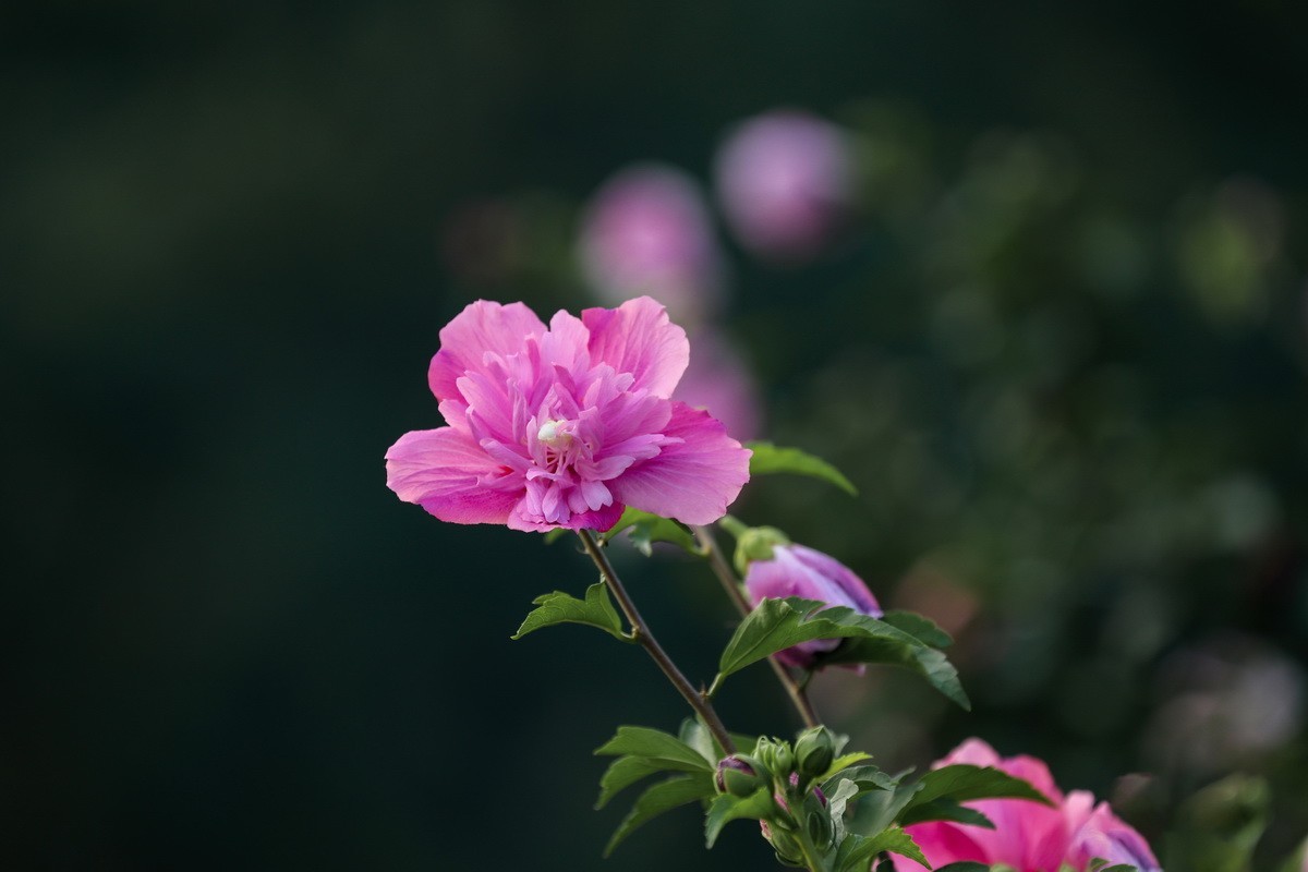 夏花4
