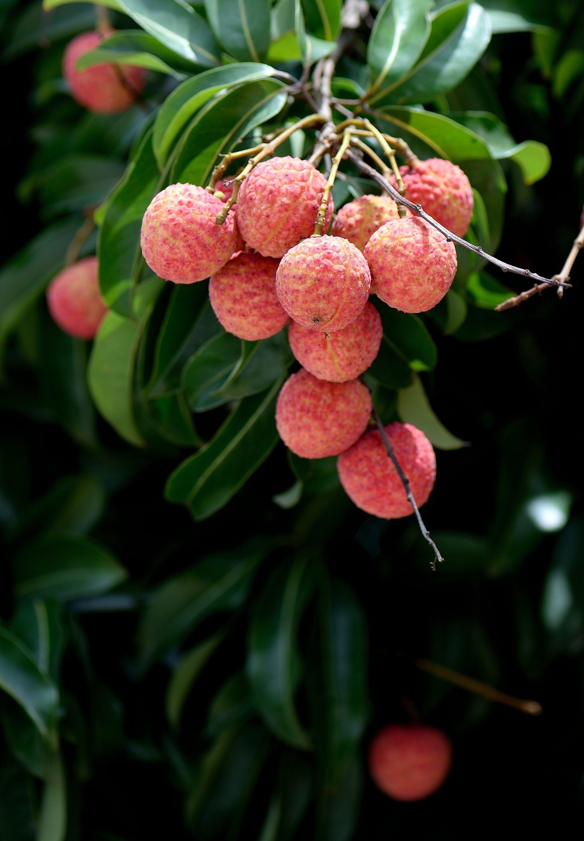 宝墨园荔枝红了