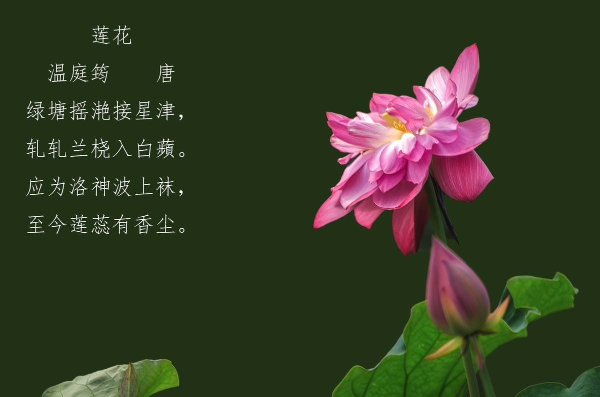 《荷    花 》    王之道     宋