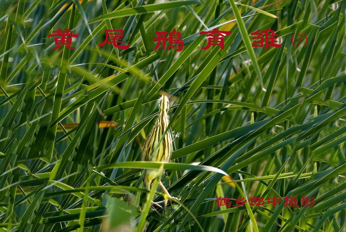 βZ7