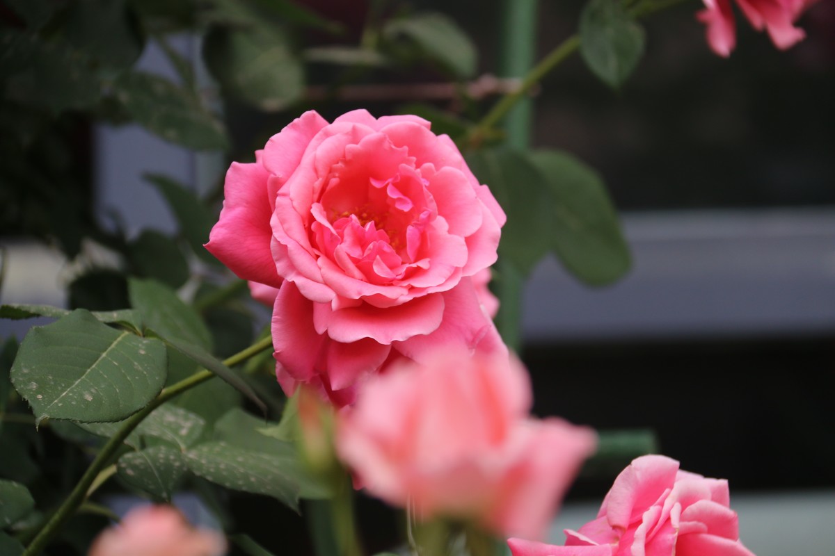 月季花