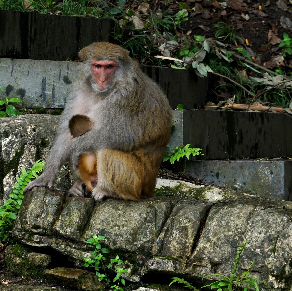 贵州记行：黔灵山热闹戏水的猴子和黔灵湖景色