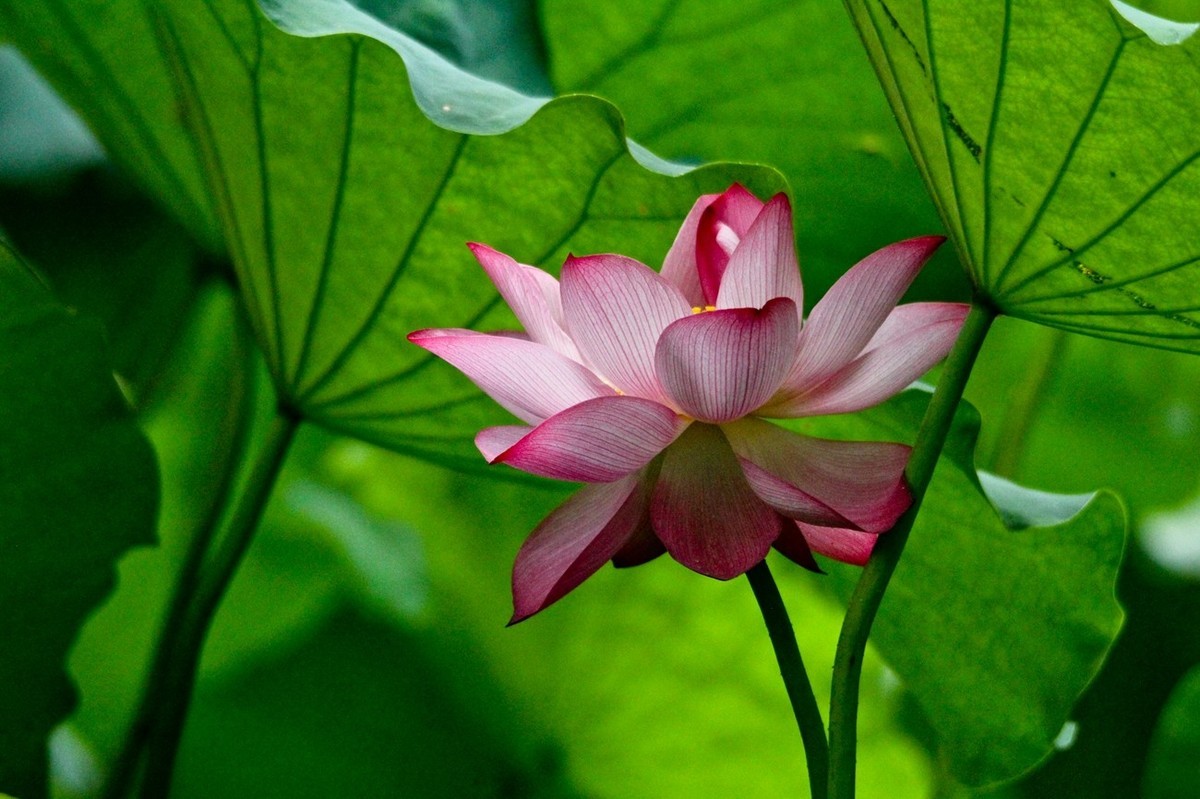出水芙蓉——荷花仙子
