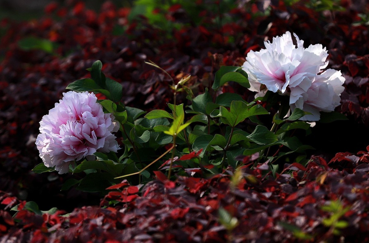 牡丹花(2)
