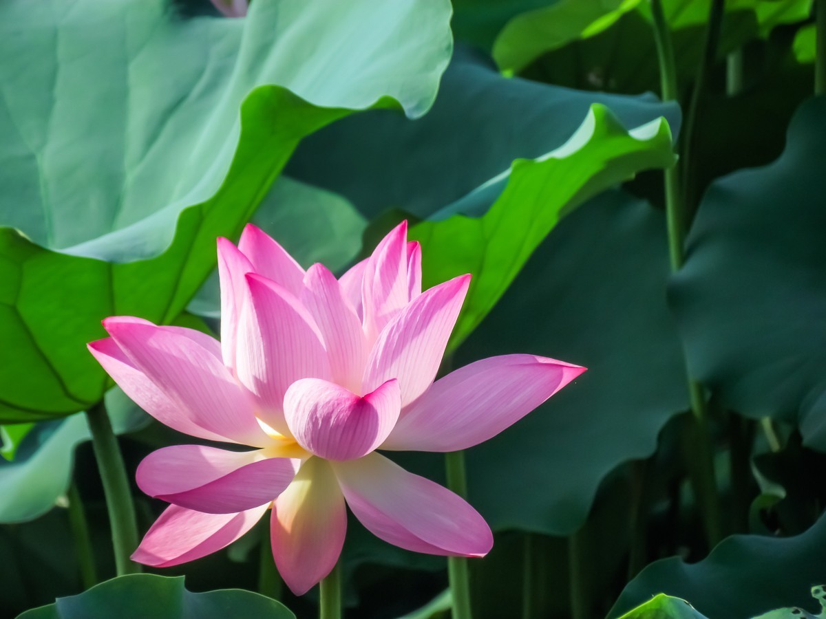 荷花