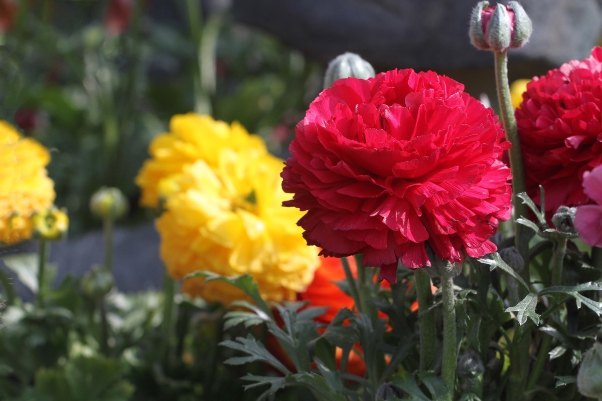 【高清图】花卉-花毛茛-中关村在线摄影论坛