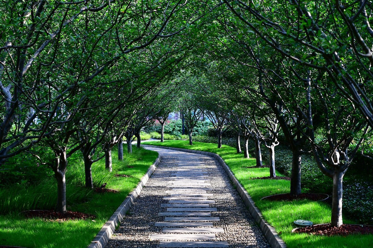 绿意浓浓的公园小景