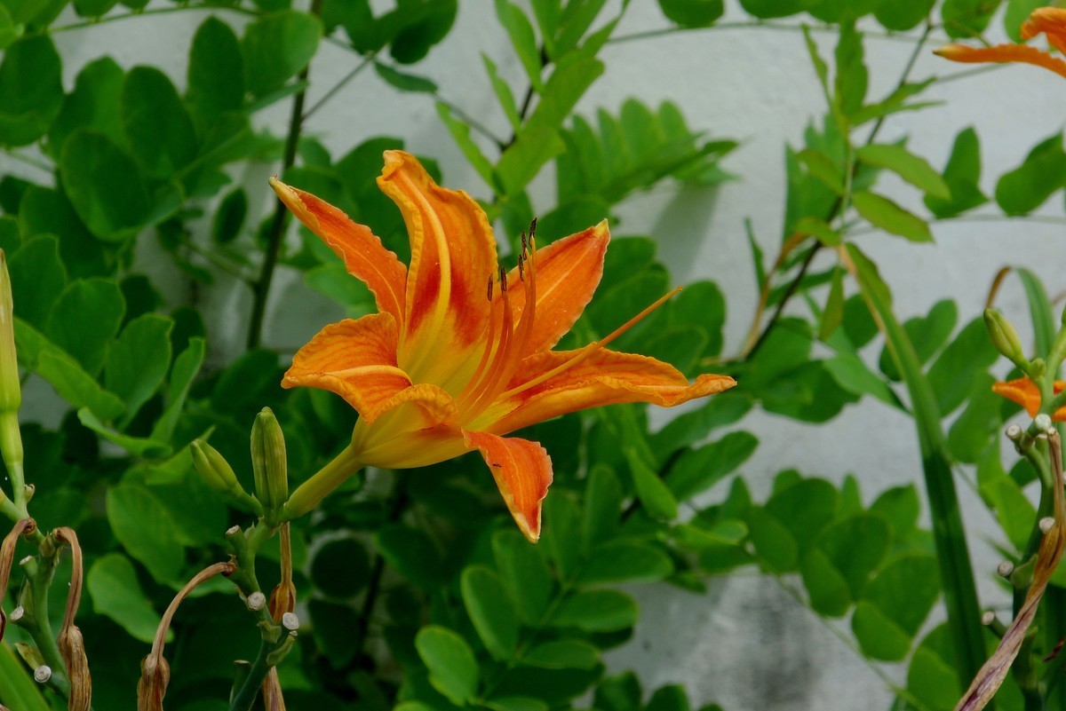 花花草草（四十）—— 萱草花（1）