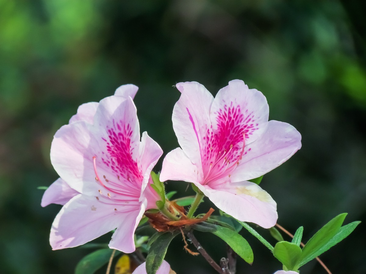 杜鹃花