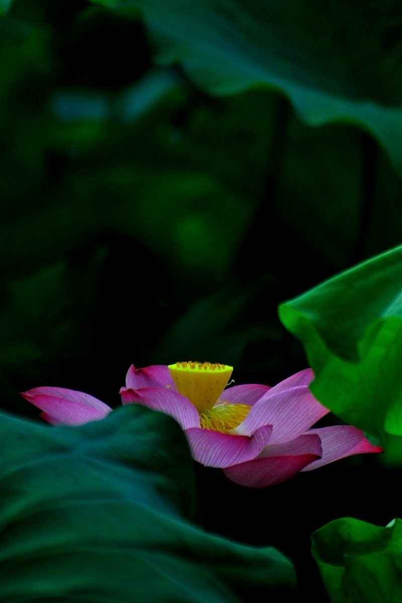【视觉光影】出 水 芙 蓉 （6）