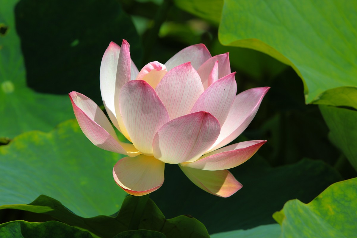 拍摄花卉一（654）