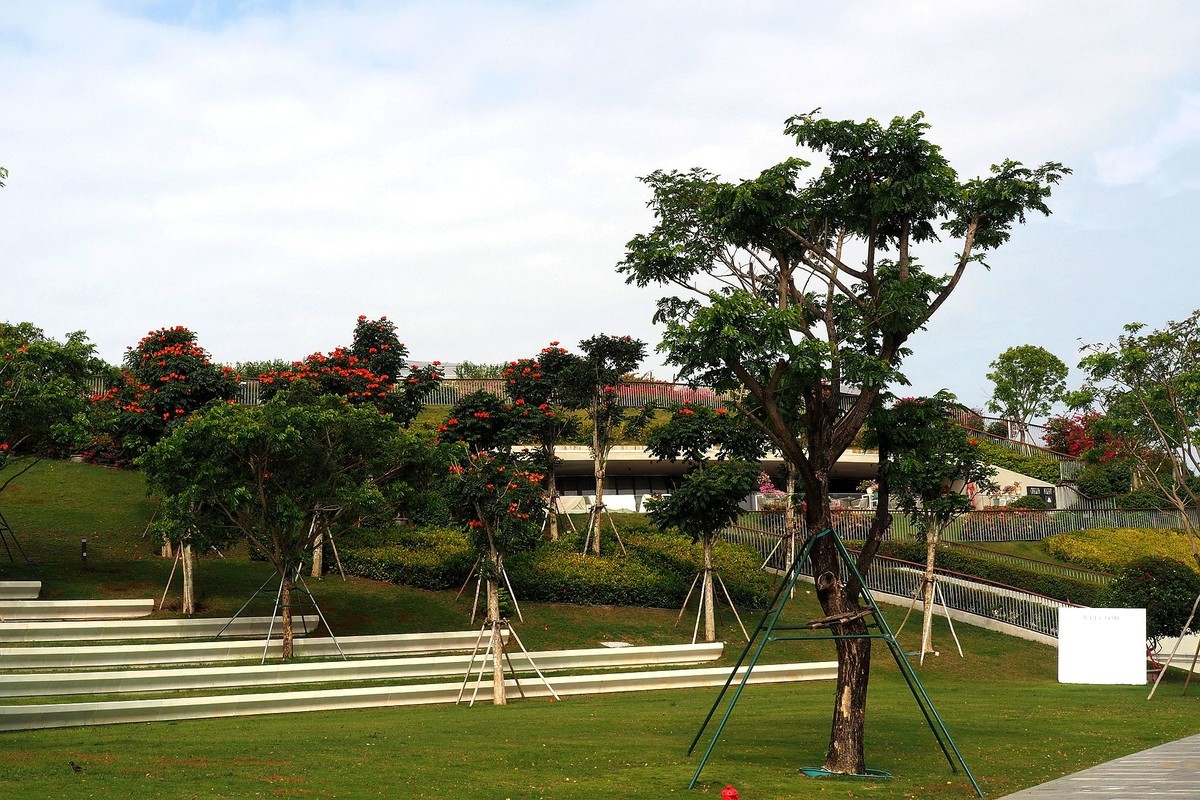 崖城——三角梅基地（4）
