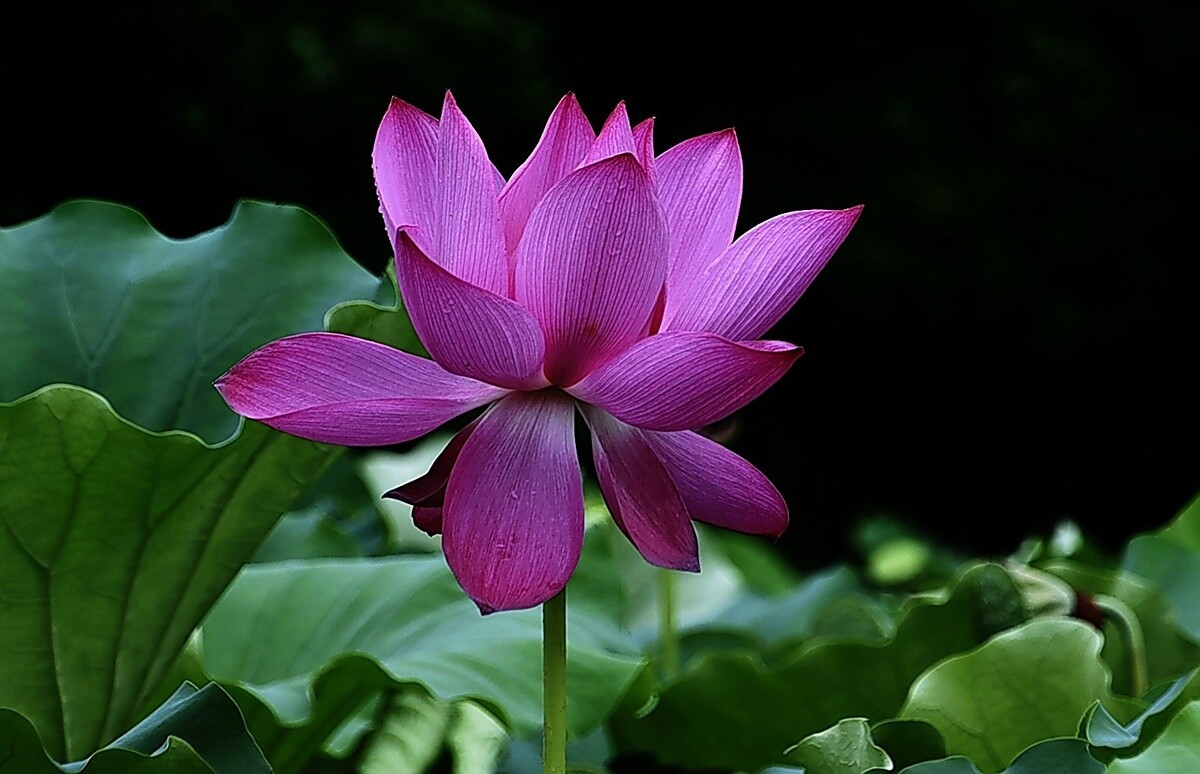 东湖荷花
