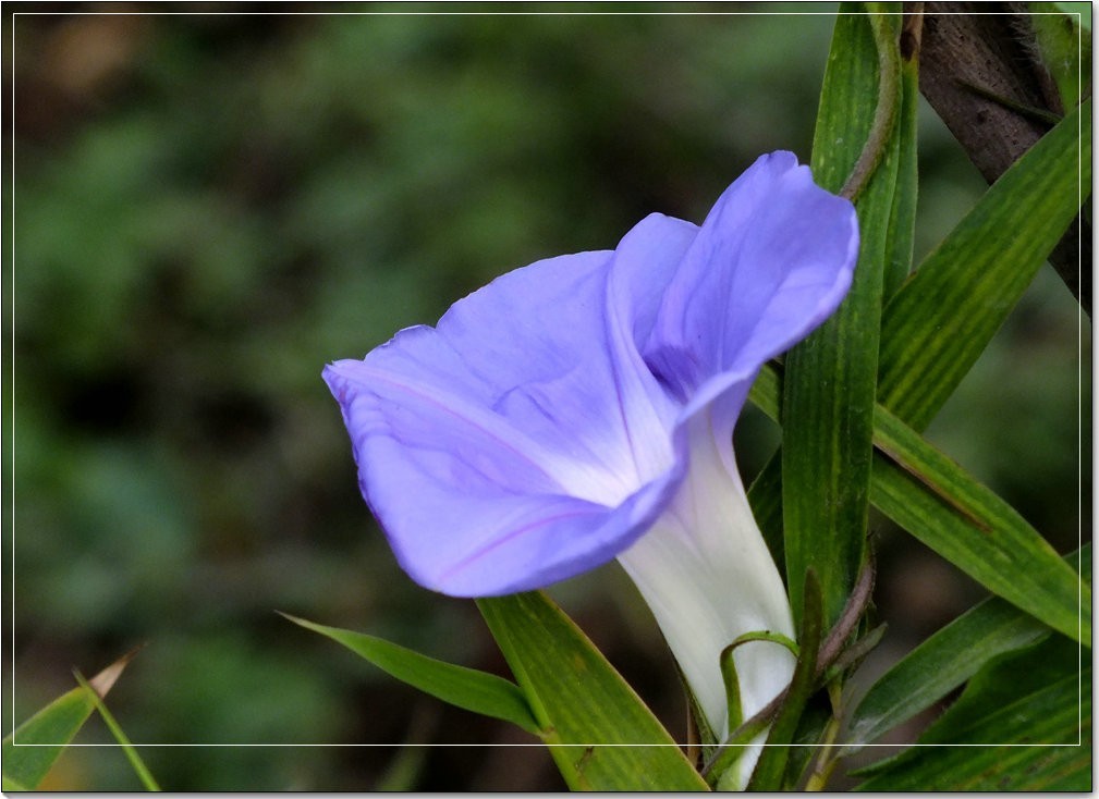 牵牛花