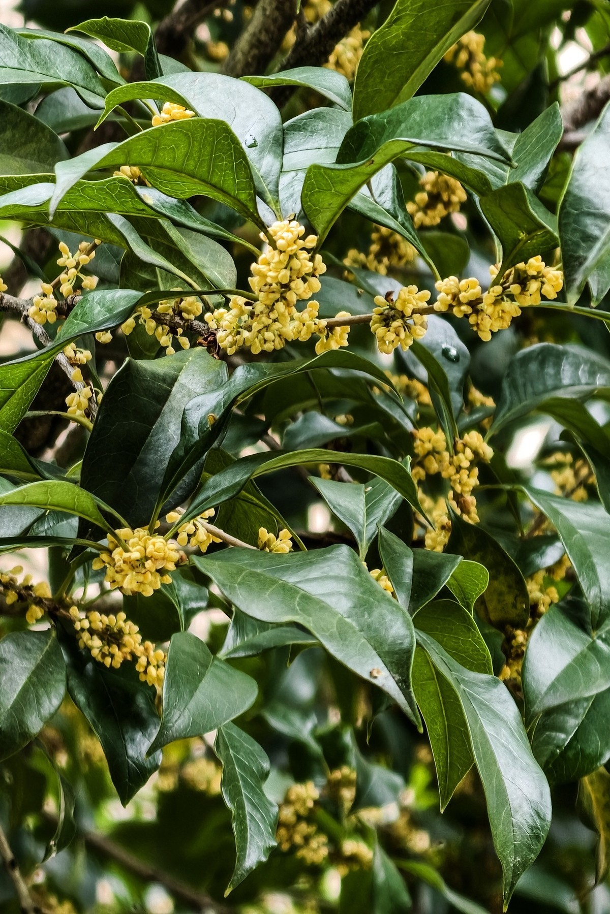 秋色桂花依然香-中关村在线摄影论坛