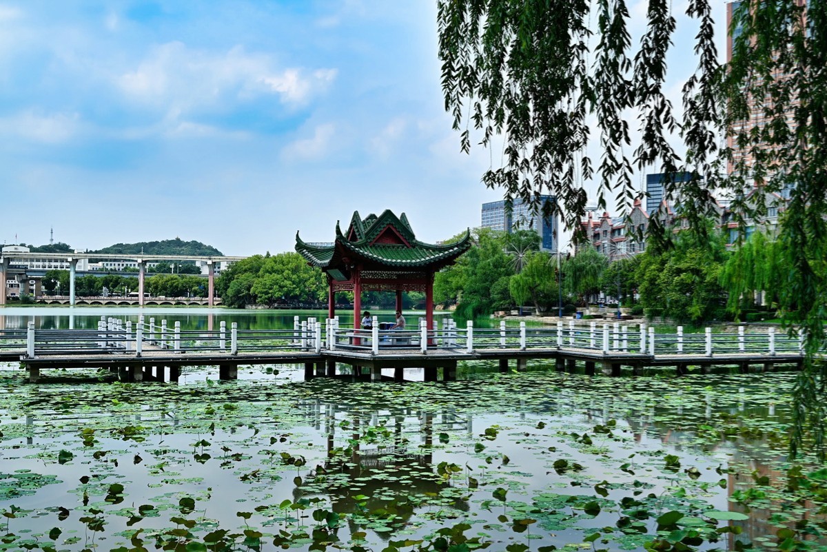 镜湖夏景