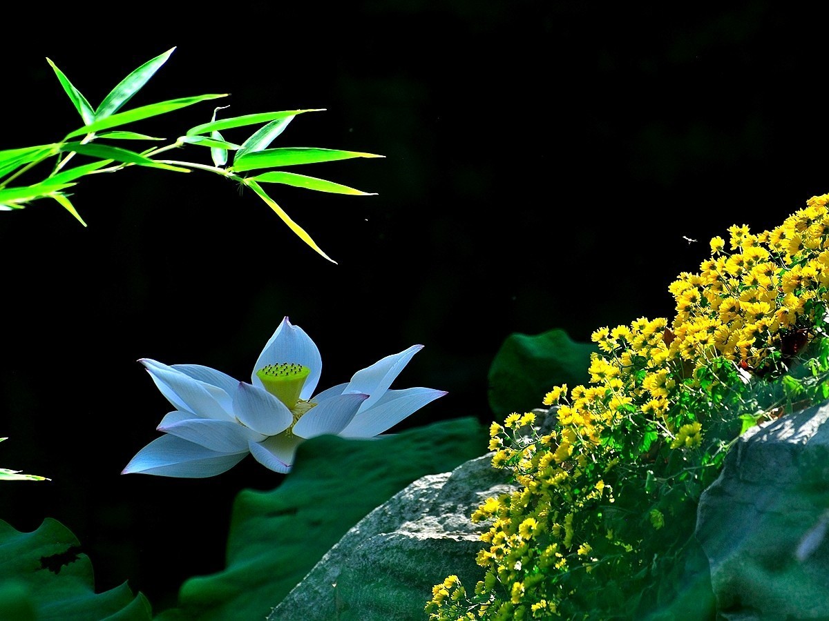 【视觉光影】出 水 芙 蓉 （7）