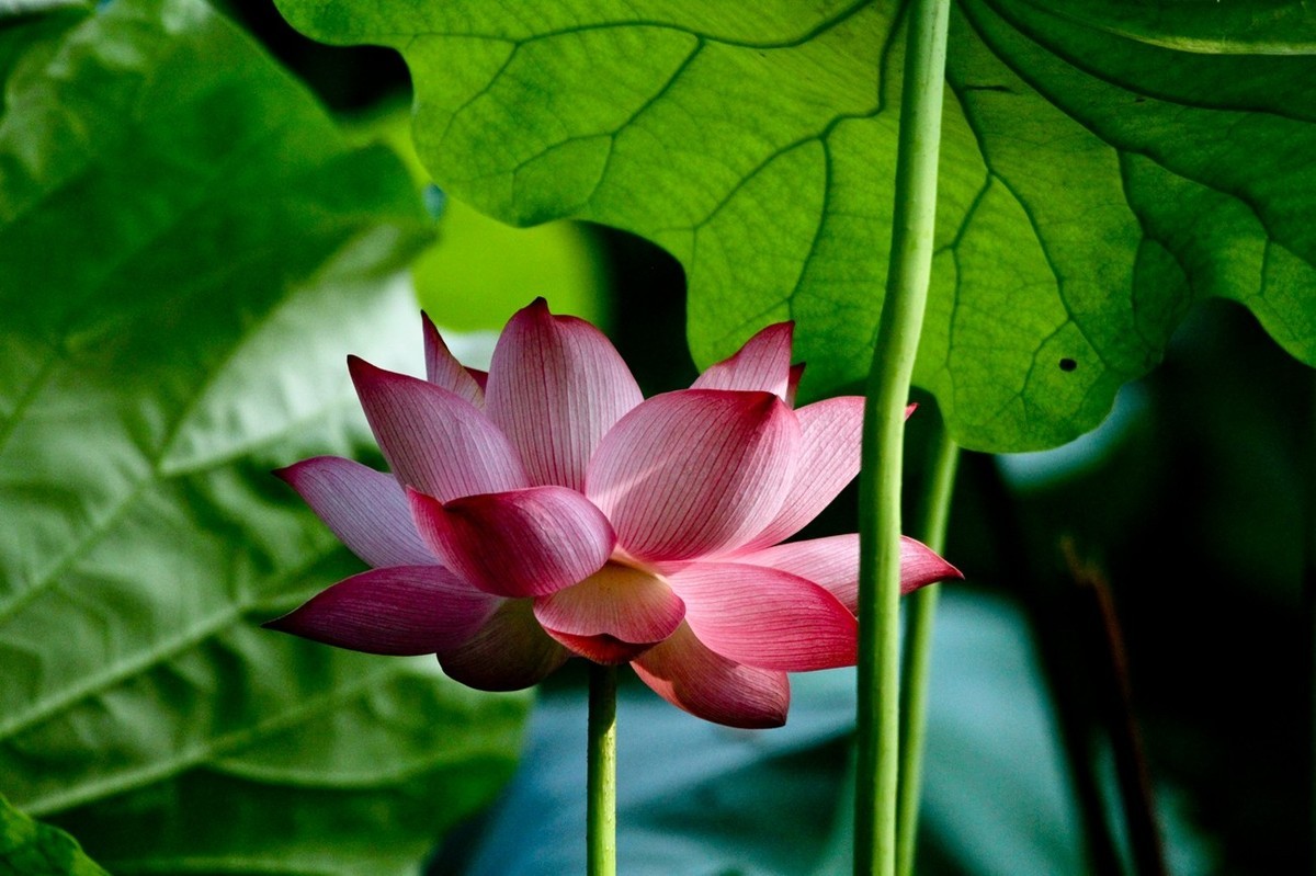 出水芙蓉——荷花仙子（三）