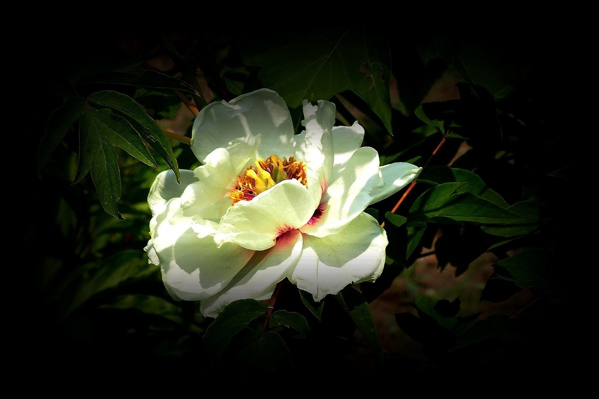 牡丹花（7）