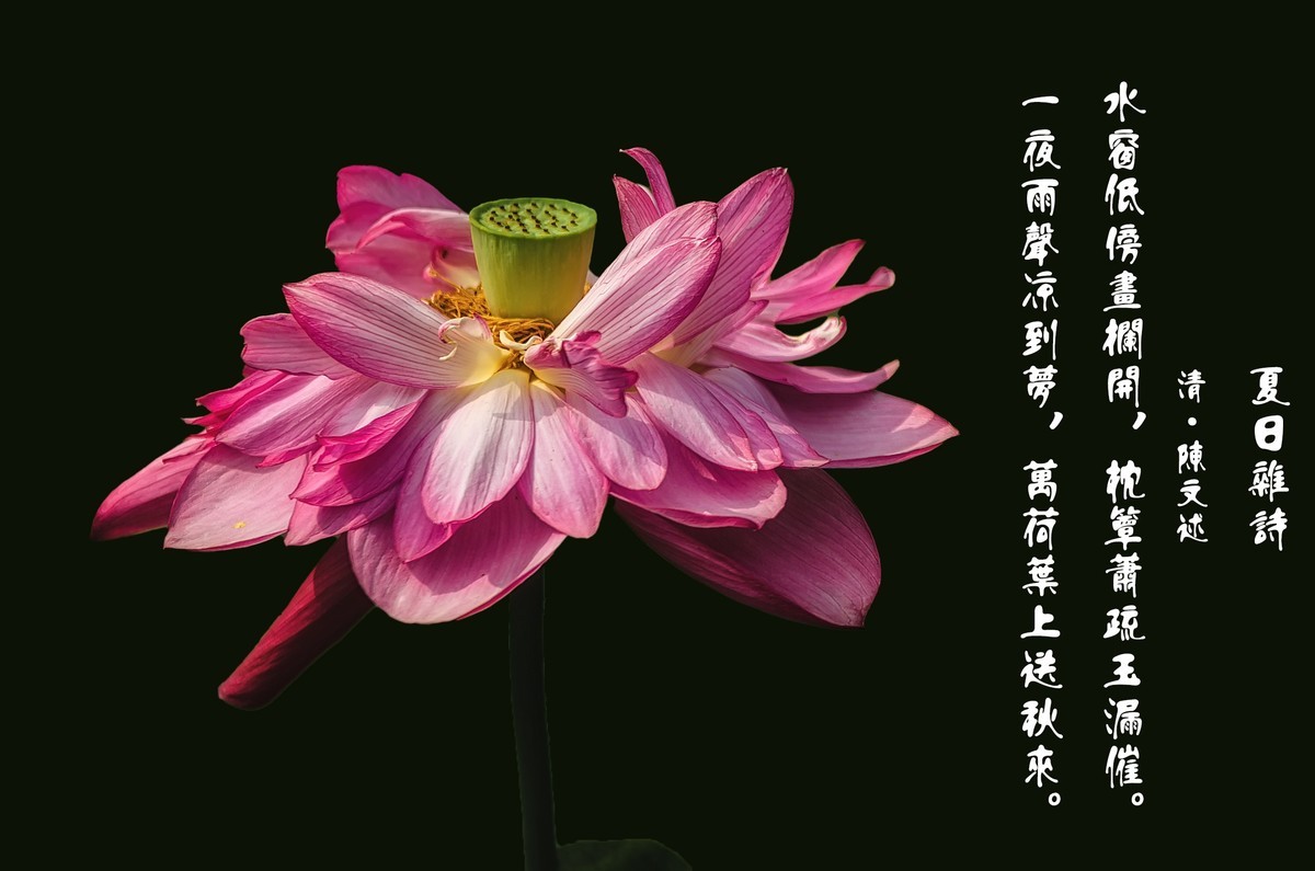 《夏日杂诗》     清 · 陈文述
