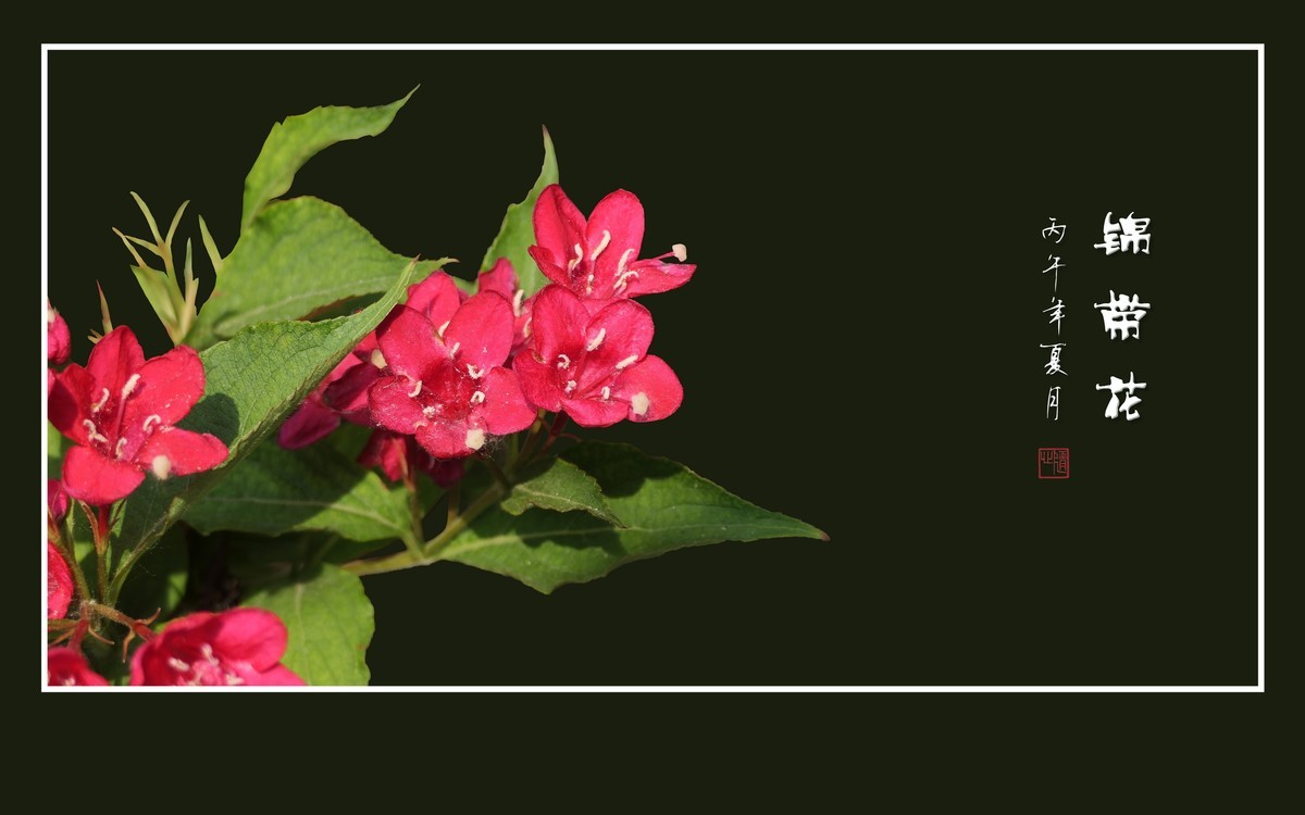 红彤彤似火的锦带花-中关村在线摄影论坛
