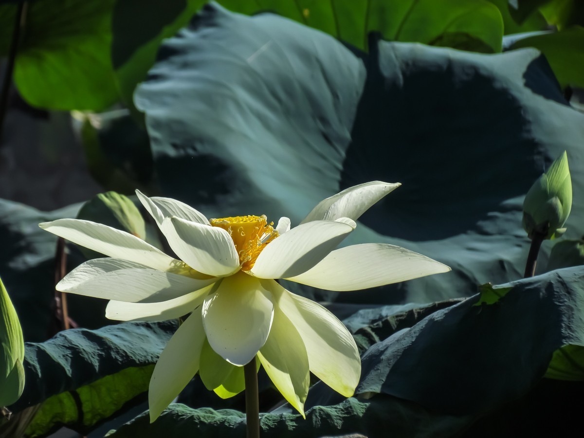 荷花