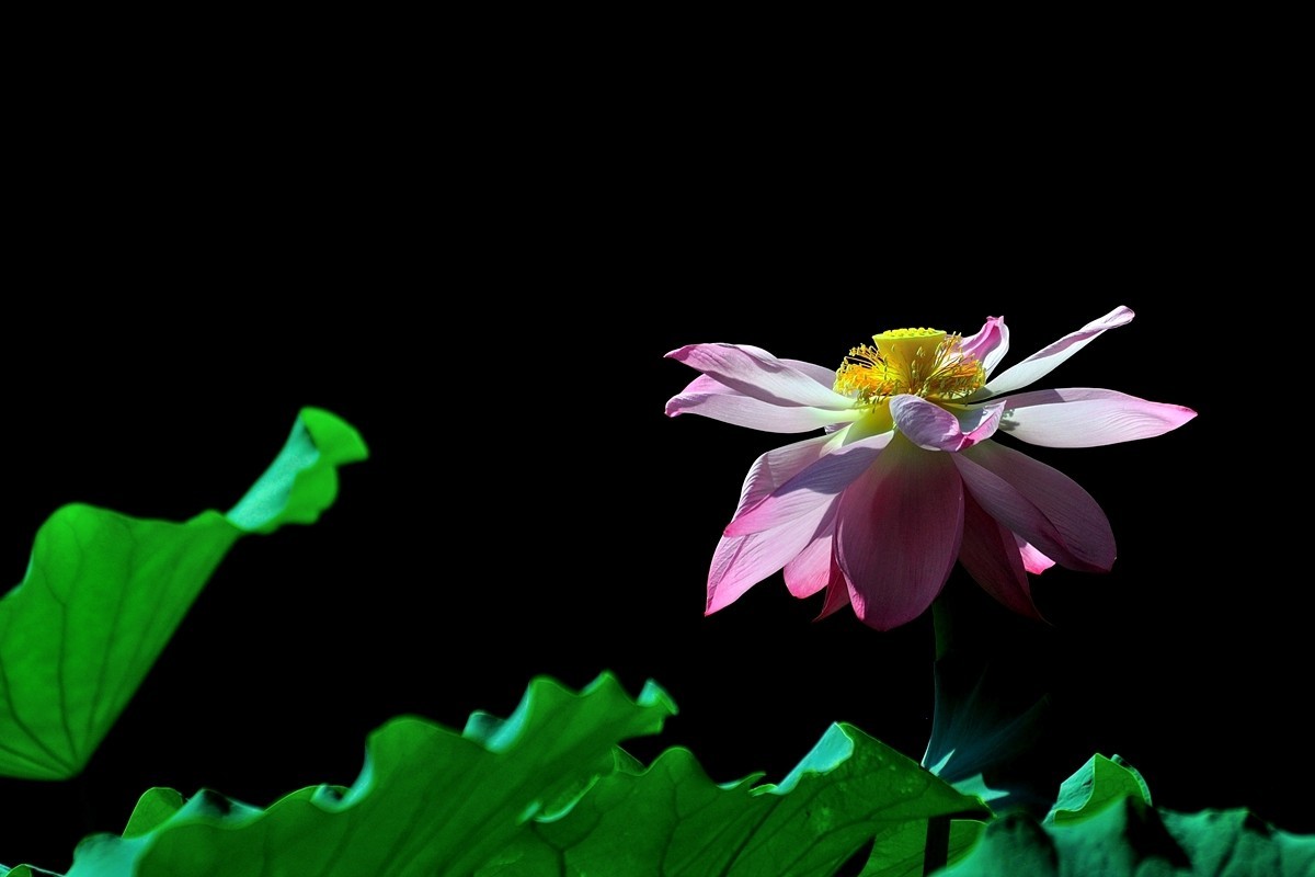【视觉光影】出 水 芙 蓉 （8）