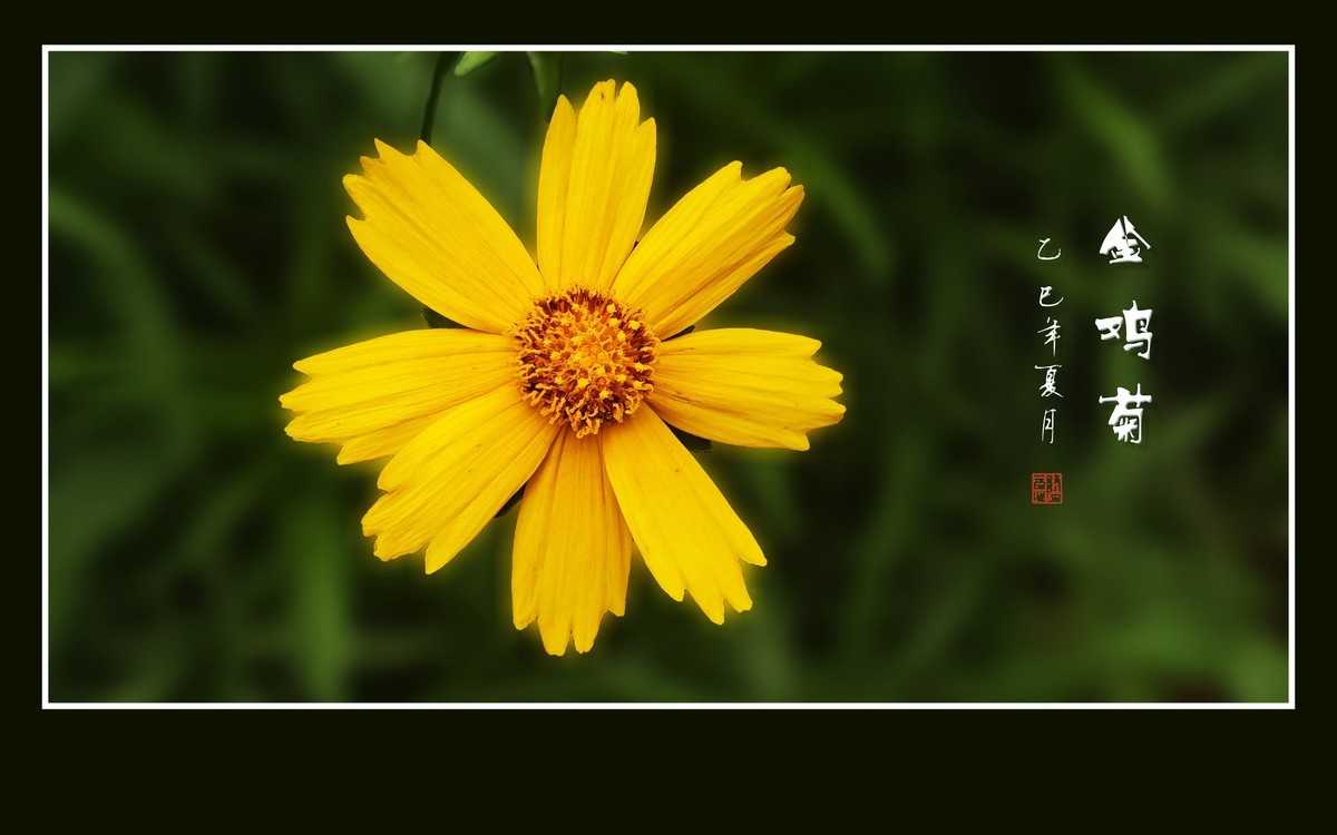 金光闪闪的金鸡菊-中关村在线摄影论坛