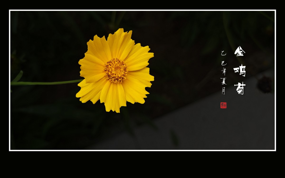 金光闪闪的金鸡菊-中关村在线摄影论坛