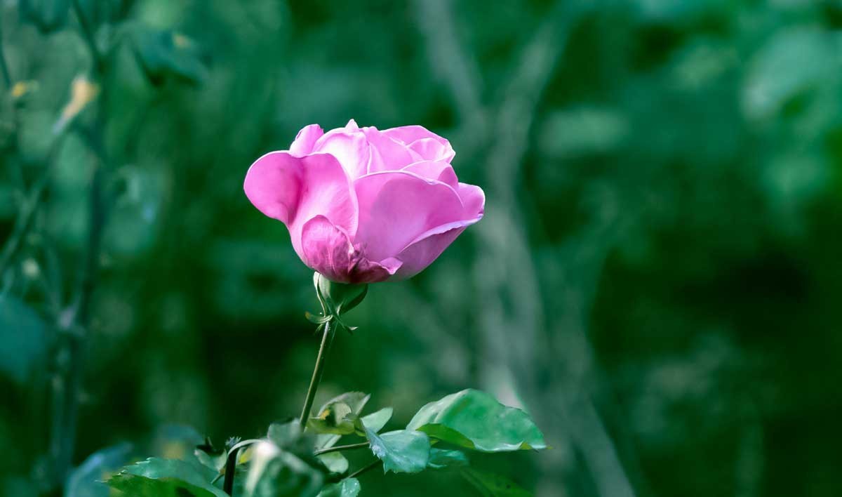 花卉一组