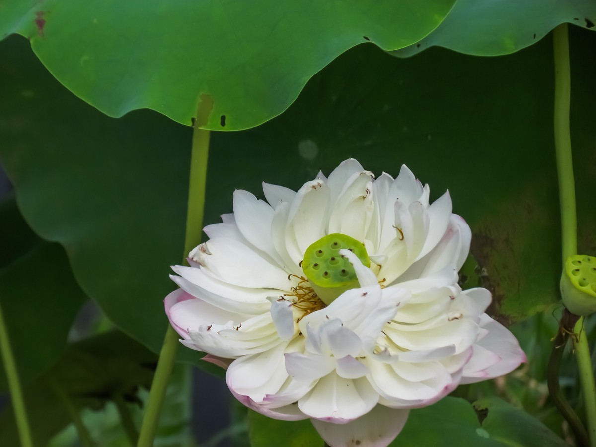 荷花