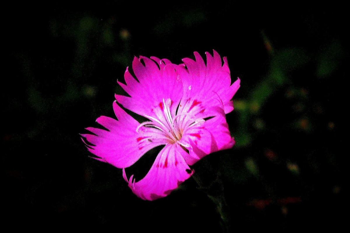 石竹花（1）