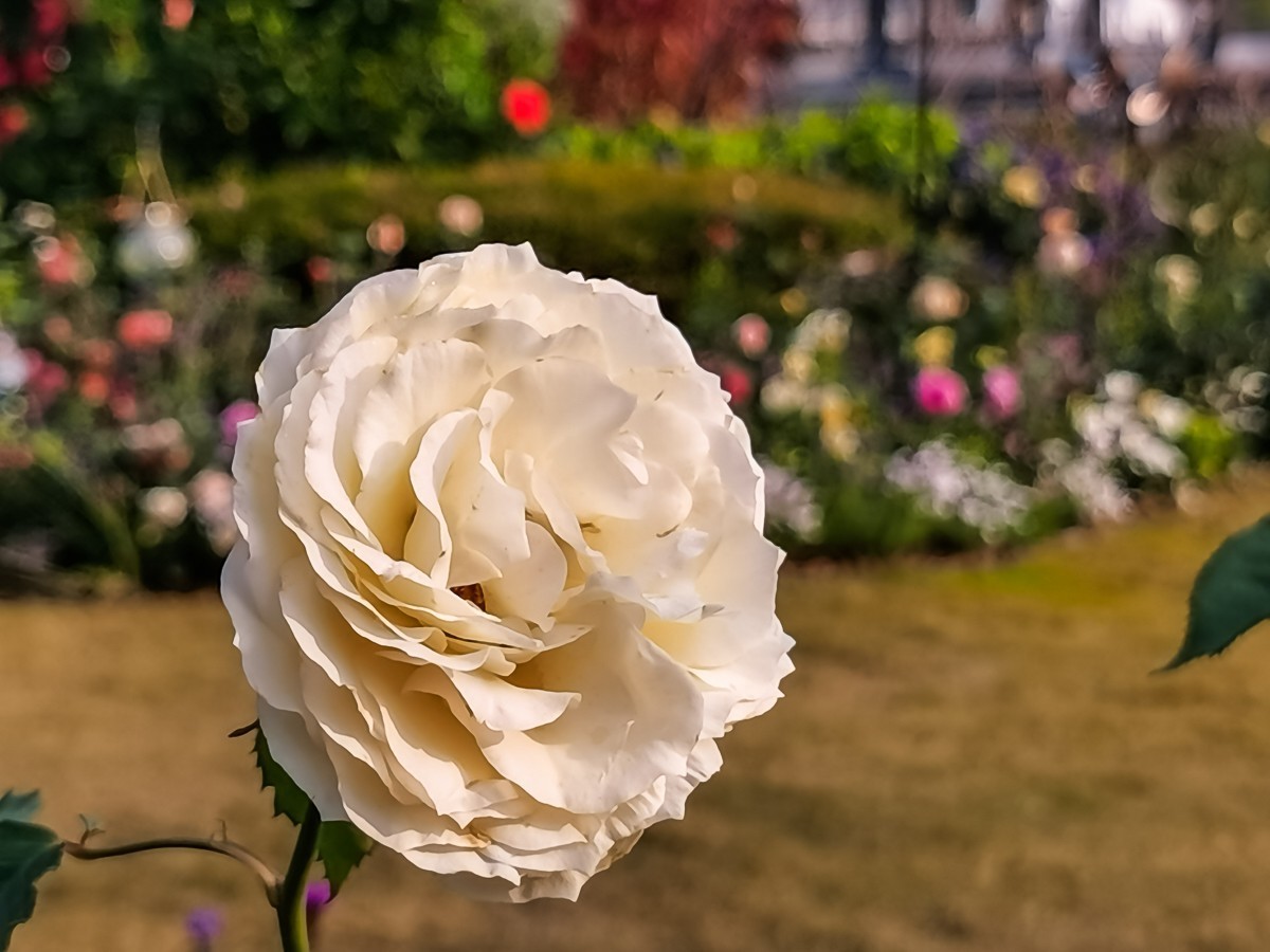月季花