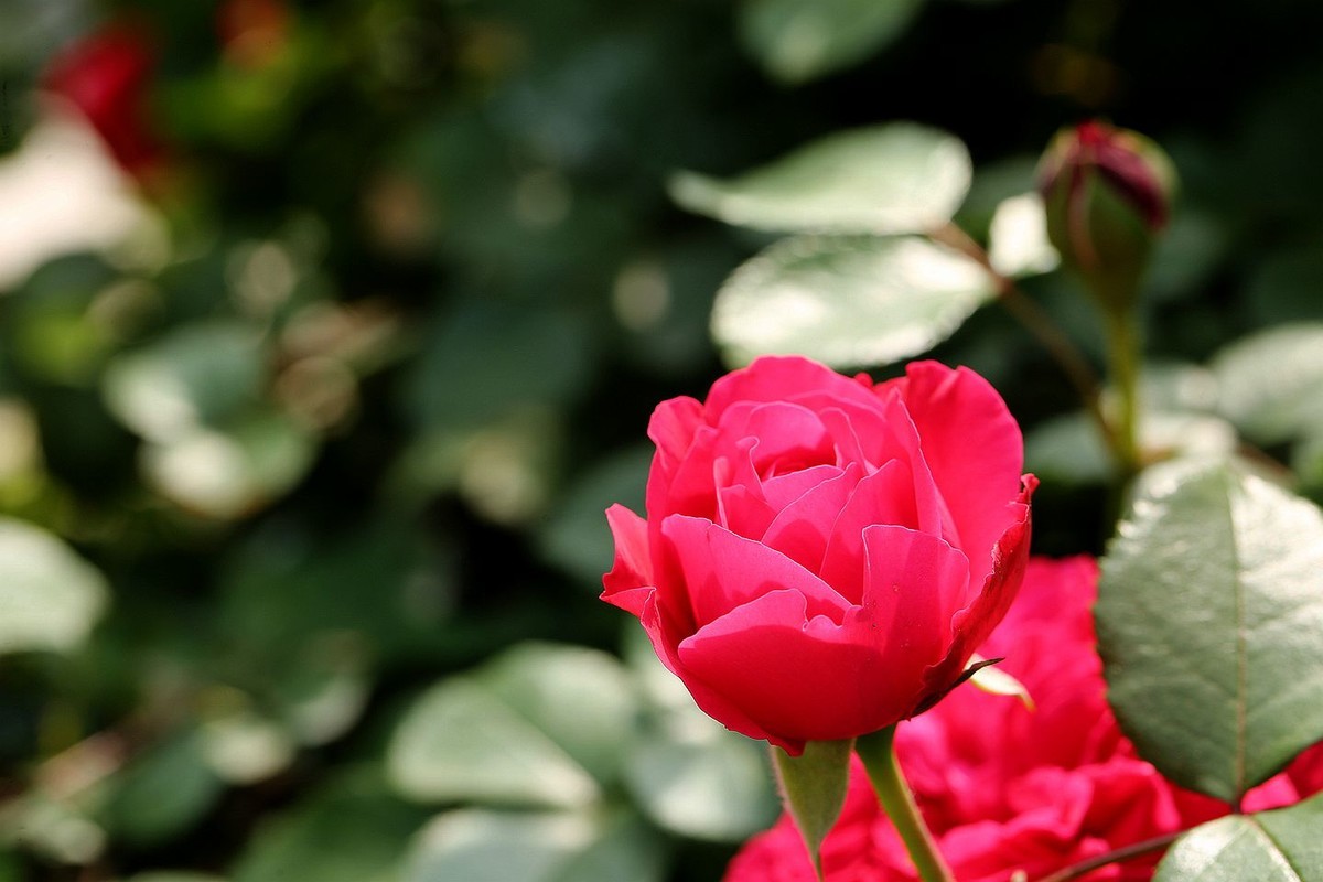 月季花【六】2025.261