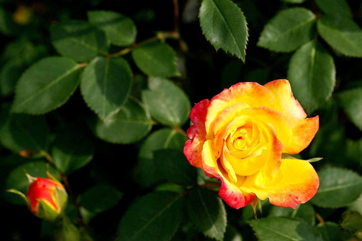 月季花【六】2025.261