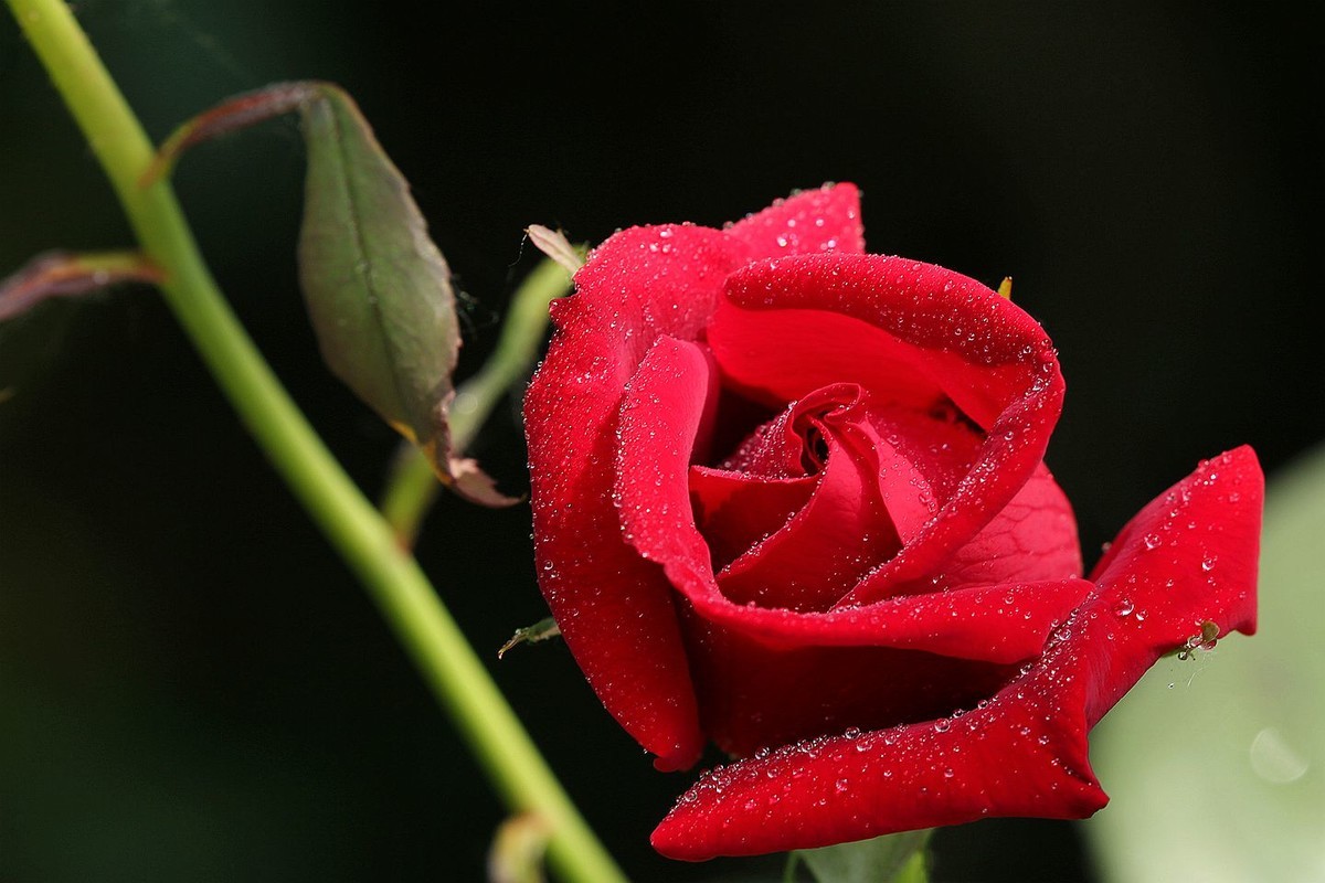 月季花【六】2025.261