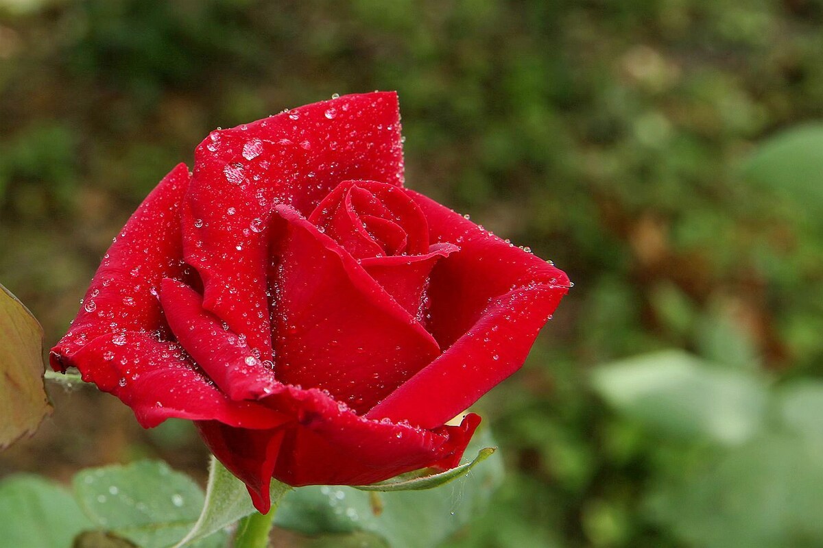 月季花【六】2025.261