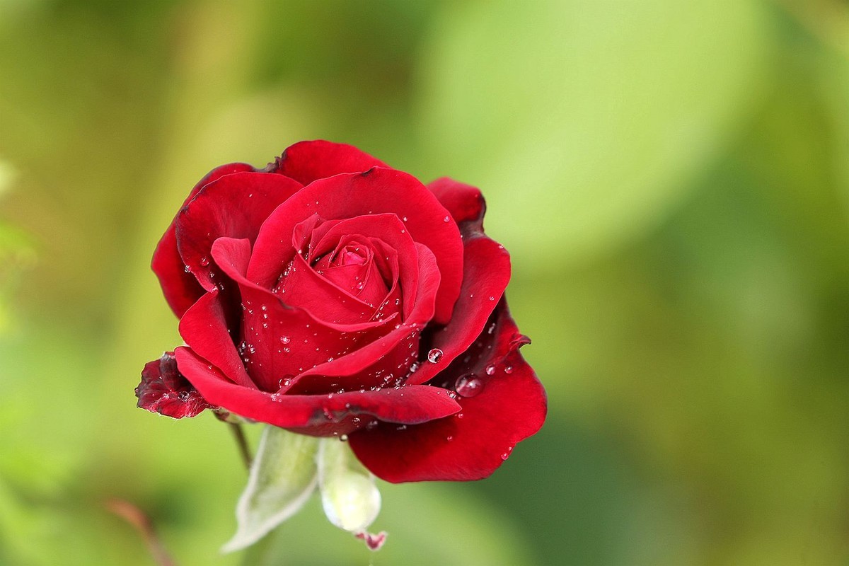 月季花【六】2025.261